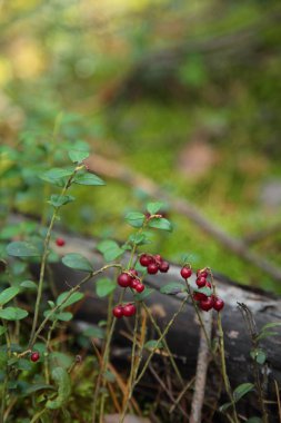 Güzel sonbahar Altay toprakları