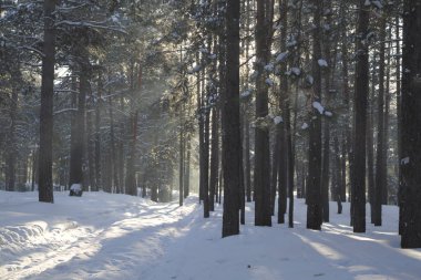 Kış orman, Rusya, Sibirya