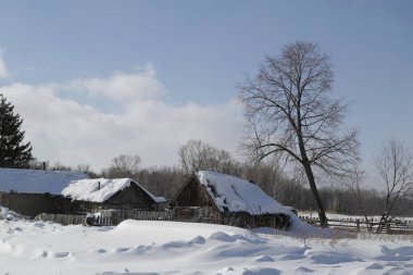 Kış orman, Rusya, Sibirya