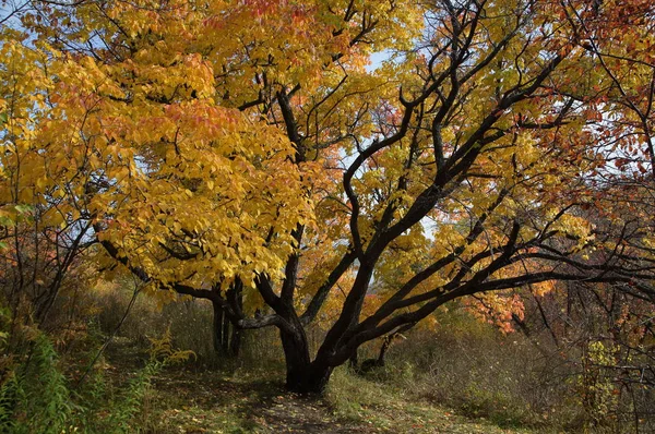 Beautiful autumn Altai Territory