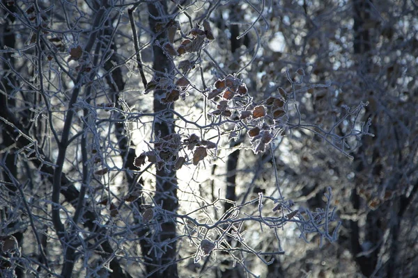 Winterwald Russland Sibirien — Stockfoto