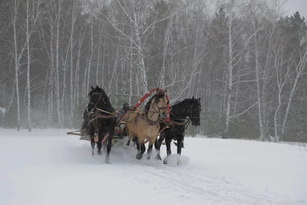 Winter Forest Russia Siberia — Stock Photo, Image