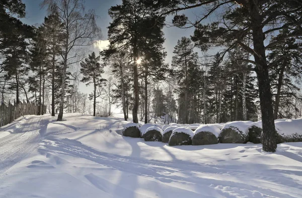 Foresta Invernale Russia Siberia — Foto Stock