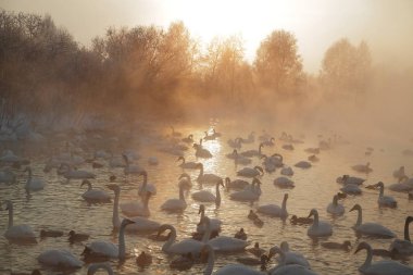 Kış orman, Rusya, Sibirya
