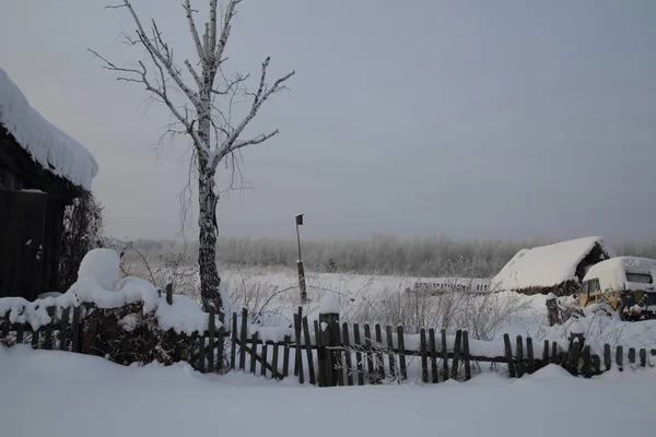 Foresta Invernale Russia Siberia — Foto Stock