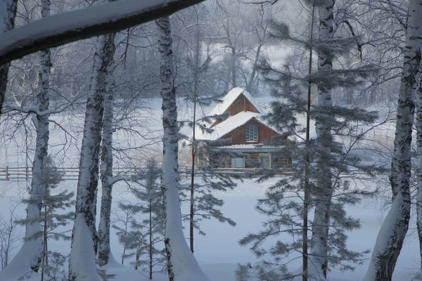 Foresta Invernale Russia Siberia — Foto Stock