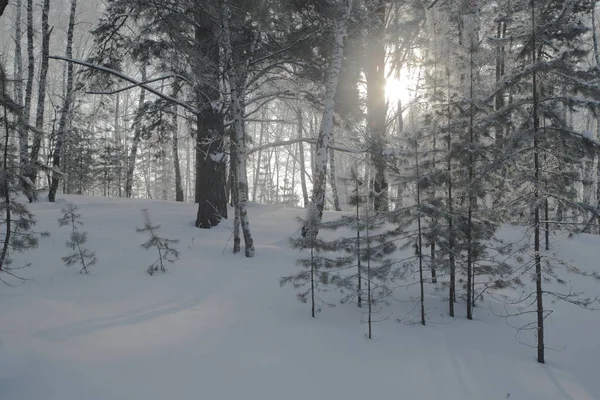 冬の森 ロシア シベリア — ストック写真
