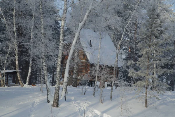 Foresta Invernale Russia Siberia — Foto Stock