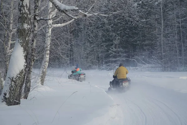 Forêt Hiver Russie Sibérie — Photo