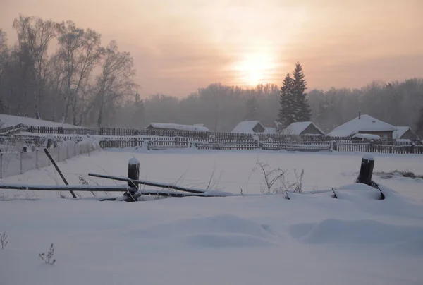 Winter Forest Rusland Siberië — Stockfoto