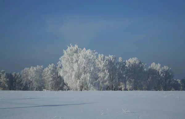 Winter Forest Rusland Siberië — Stockfoto