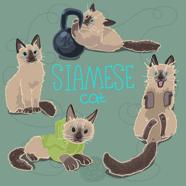 Vector Illustration Siamese Cats — Stock Vector