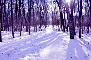 Taze kış günü ormanda