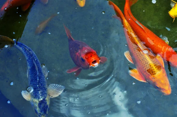 Gölette kırmızı sazanlar