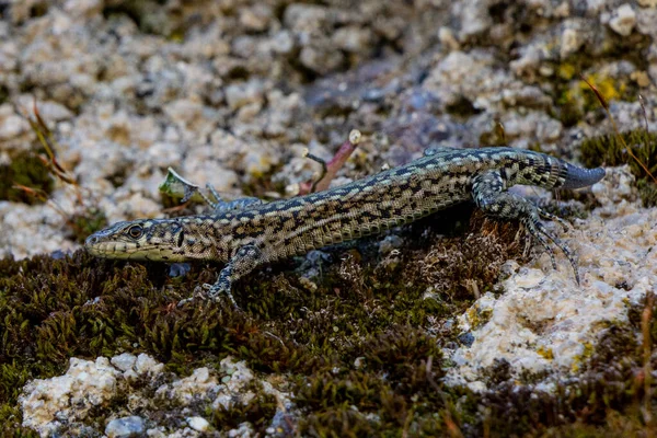 Lézard Sur Mur Avec Mousse — Photo