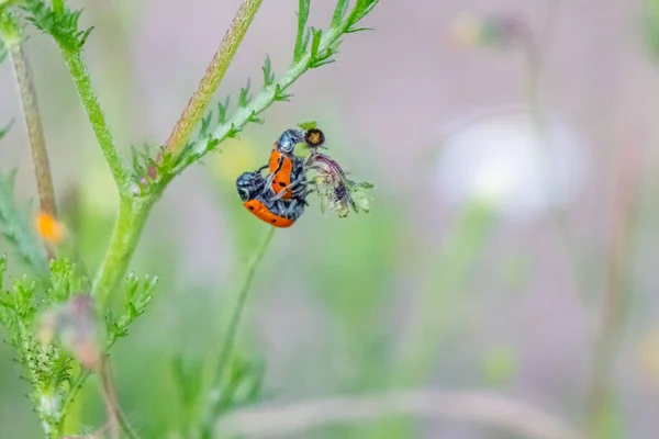 Botanik Serfaresi Noktalı Böcek Çiftleşmesi — Stok fotoğraf