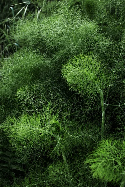 Ormandaki Yeşil Fern Detay — Stok fotoğraf