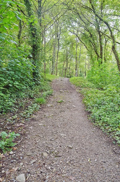 Sökvägen Skog Galicien Spanien — Stockfoto