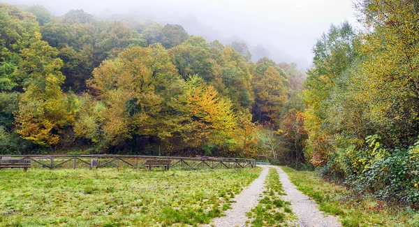 Yol Orman Bulunan Galiçya Spanya — Stok fotoğraf