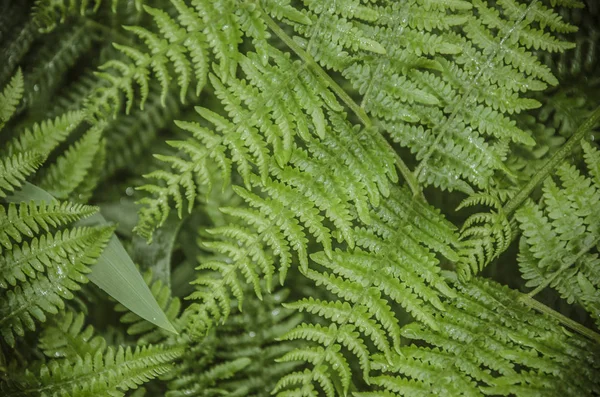 Wszystko Zielony Paproci Lesie — Zdjęcie stockowe