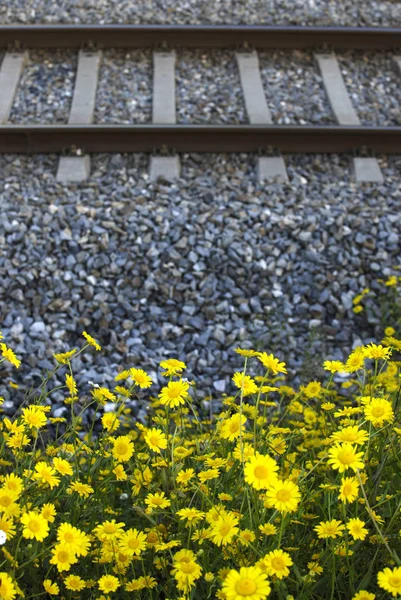 Blommor Bredvid Järnvägsspåren — Stockfoto