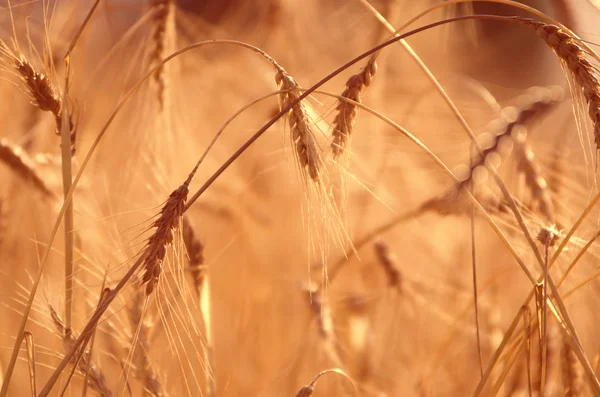 Detalhe Campo Trigo Dourado Espanha — Fotografia de Stock