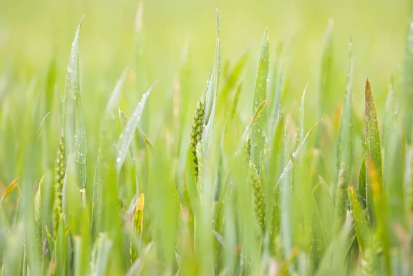 Sluiten Van Groene Tarwe Groeit Een Veld — Stockfoto