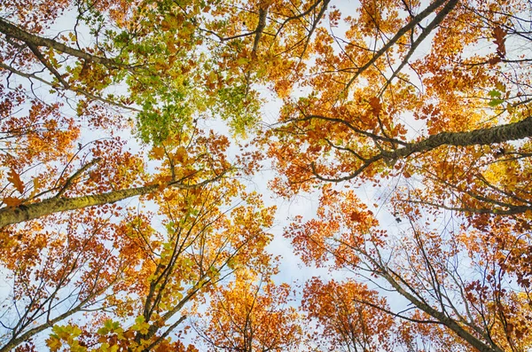在秋天的茂密森林里仰望 图库照片