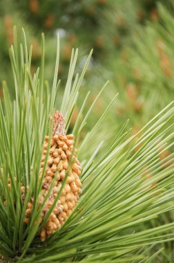 Çam ağacı çiçek çiçek ile kapatmak