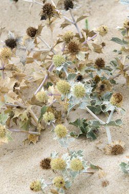 Kum Coast bulunan Galiçya, İspanya vahşi bitkiler