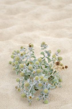 Kum Coast bulunan Galiçya, İspanya vahşi bitkiler