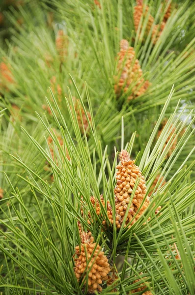 Çam ağacı çiçek çiçek ile kapatmak