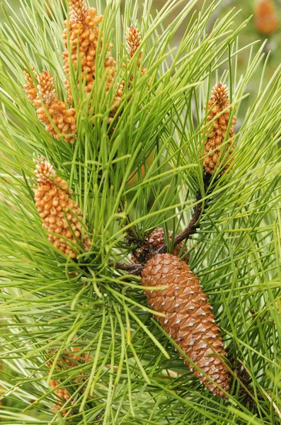 Çam ağacı çiçek çiçek ile kapatmak