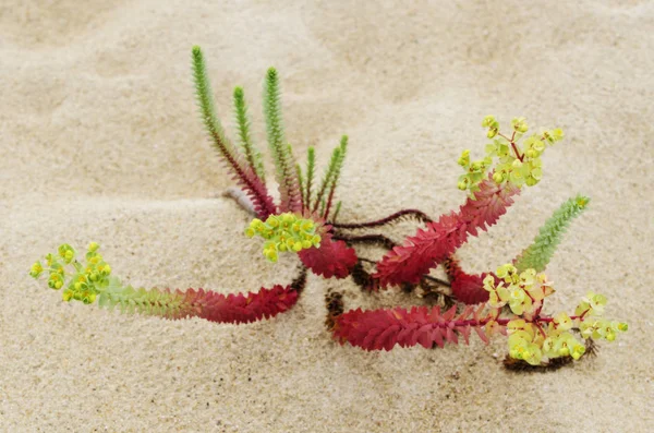 Plantas Silvestres Arena Costa Galicia España — Foto de Stock