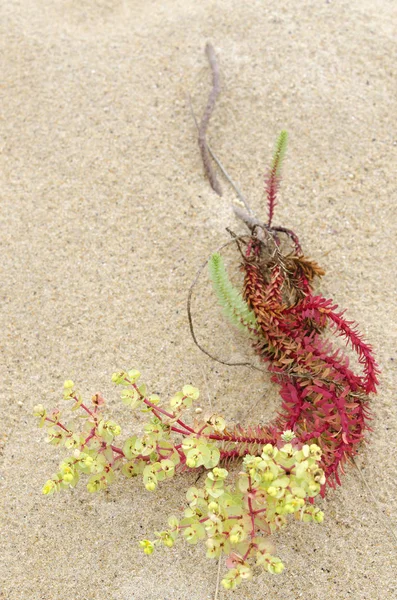 Wilde Planten Het Zand Aan Kust Galicië Spanje — Stockfoto