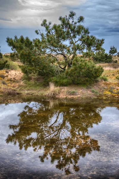 Suya Yansıtan Kıyısında Çam Ağacı — Stok fotoğraf