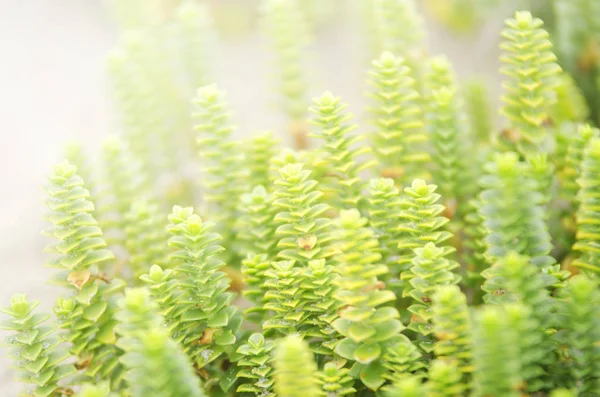 Plantas Selvagens Areia Costa Galiza Espanha — Fotografia de Stock