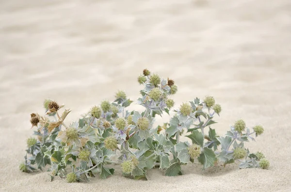 Wildpflanzen Sand Der Küste Galicien Spanien — Stockfoto