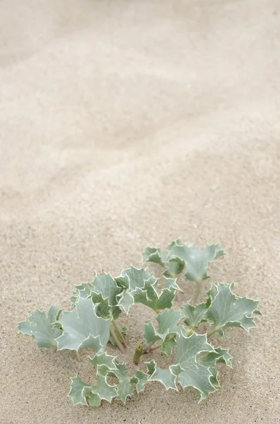 Wilde Planten Het Zand Aan Kust Galicië Spanje — Stockfoto