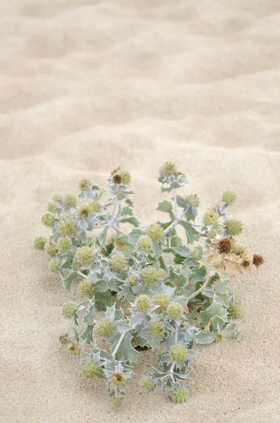 Kum Coast bulunan Galiçya, İspanya vahşi bitkiler