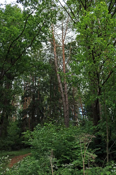 Caminhe Floresta — Fotografia de Stock