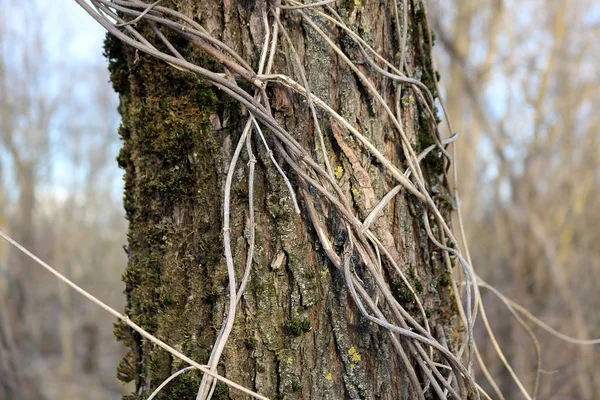 ağaç gövdesi ve kabuk