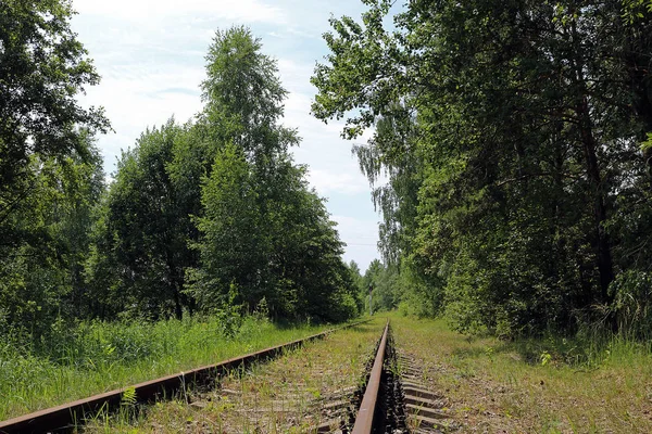 Ferrovia Nella Foresta — Foto Stock
