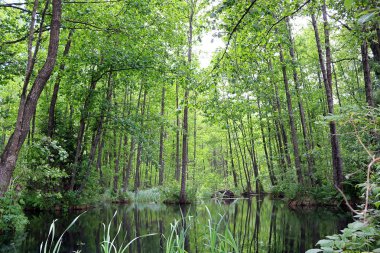 Ormandaki güzel göl
