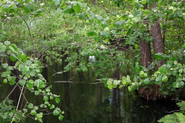 Ormandaki güzel göl