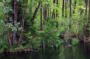 Ormandaki güzel göl