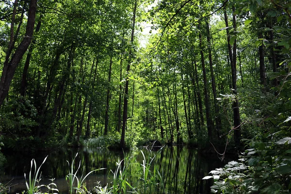Ormandaki güzel göl