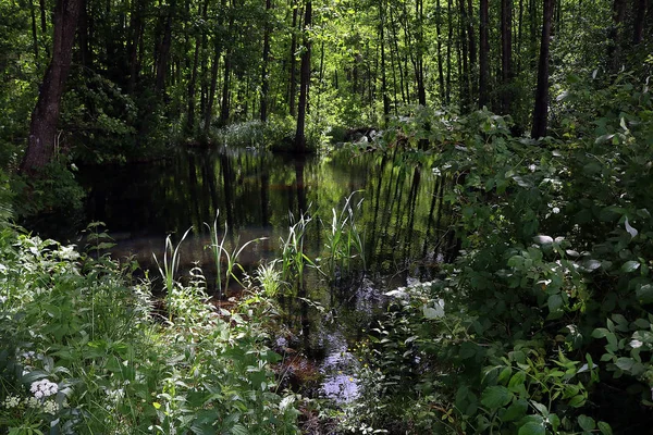 Ormandaki güzel göl