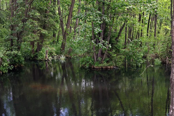 Ormandaki güzel göl