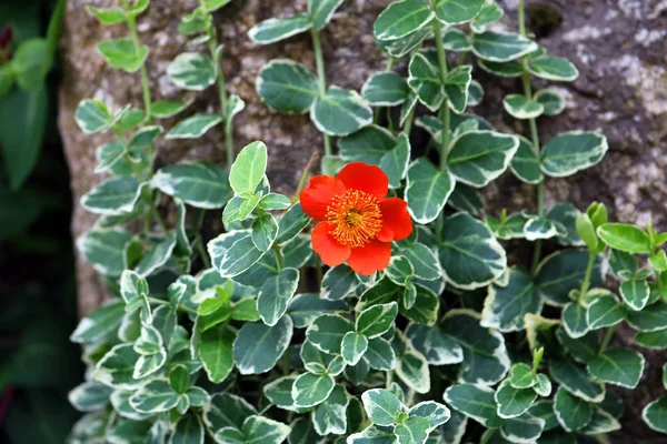 Красный Цветок Рядом Камнем — стоковое фото